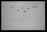 Osijek -23-10-2013 - Bogdan Balaban
